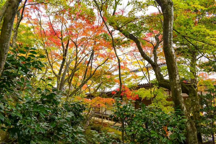 秋の京都-嵐山屈指の紅葉の名所-常寂光寺_歴史-日禛上人