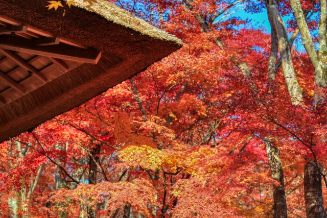 秋の京都-嵐山屈指の紅葉の名所-常寂光寺_歴史-百人一首の聖地-藤原定家の山荘-時雨亭