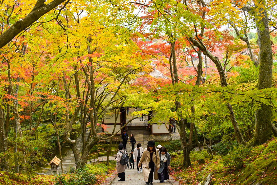 秋の京都-嵐山屈指の紅葉の名所-常寂光寺_見どころ・歴史・庭園の魅力・ライトアップ・拝観料・アクセス