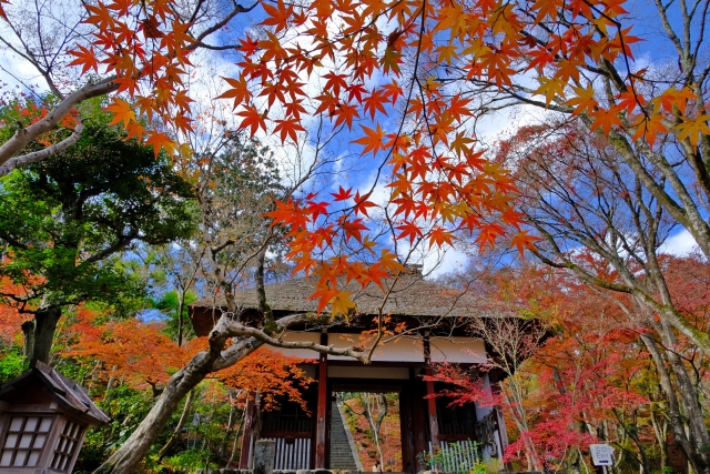 秋の京都嵐山-常寂光寺_観光地情報-紅葉の見頃・オススメの時間・所要時間