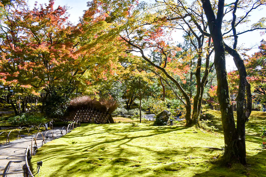 京都・嵐山の観光スポット-春と秋のみ特別拝観できる宝厳院_見どころ-獅子吼の庭-豊丸垣と紅葉