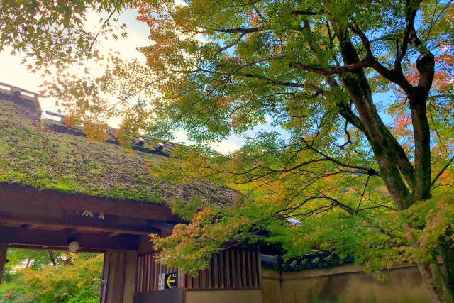 京都・嵐山の観光スポット-春と秋のみ特別拝観できる宝厳院_紅葉の名所の見どころ-拝観料金