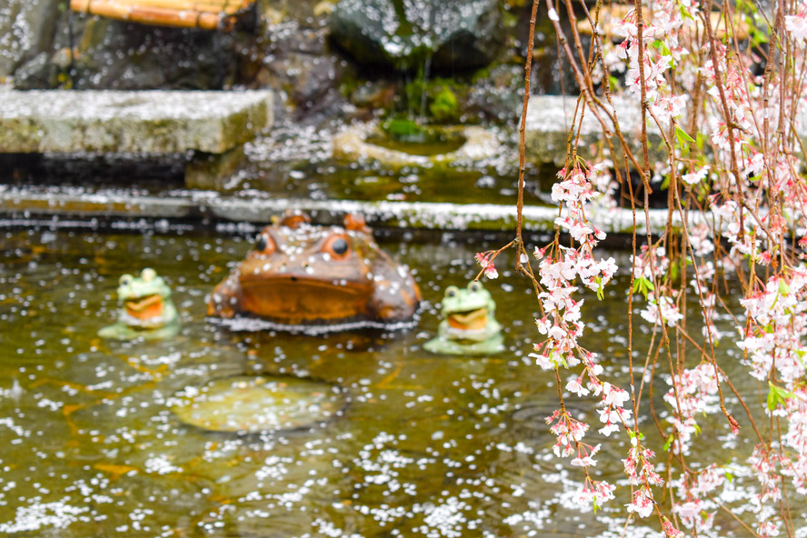 京都ひとり旅日記-春の天龍寺に行ってみた！桜の風景やだるまのご利益｜モデルコースにもどうぞ！