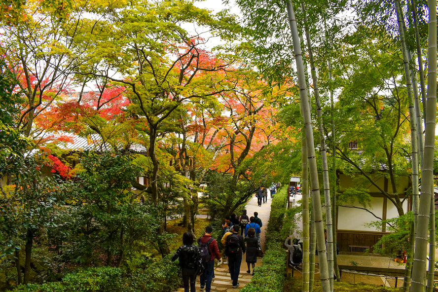 秋の京都嵐山-常寂光寺_観光地情報-ライトアップ_紅葉と竹林の境内