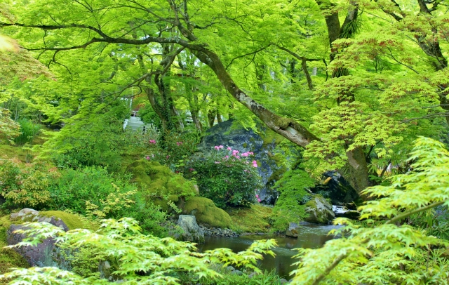 京都・嵐山の観光スポット-春と秋のみ特別拝観できる宝厳院_特別拝観の期間・時間・紅葉・青もみじ