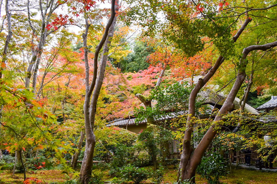 京都嵐山旅行-祇王寺観光_見どころ-苔庭と紅葉・草庵