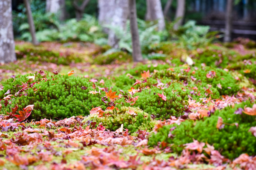 京都嵐山旅行-祇王寺観光_見どころ-散り紅葉と苔庭