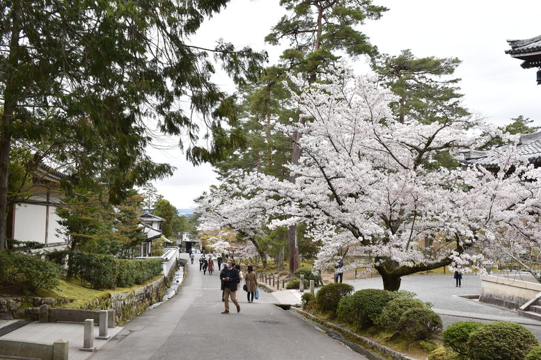 春の京都の名所観光_南禅寺-境内と桜