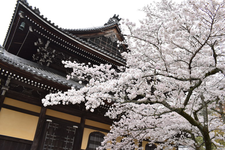 春の京都の名所観光_南禅寺-方丈と桜