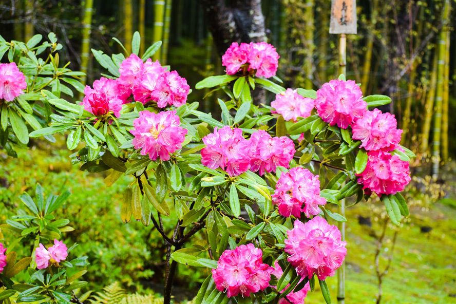 京都・嵐山のオススメ観光名所・世界遺産_天龍寺の見どころ-百花苑の春の花々
