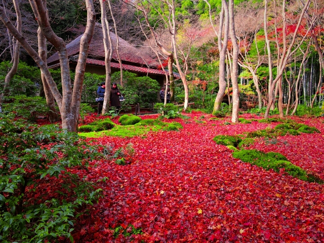 京都嵐山旅行-苔と紅葉と青もみじの祇王寺観光_妓王と平家物語