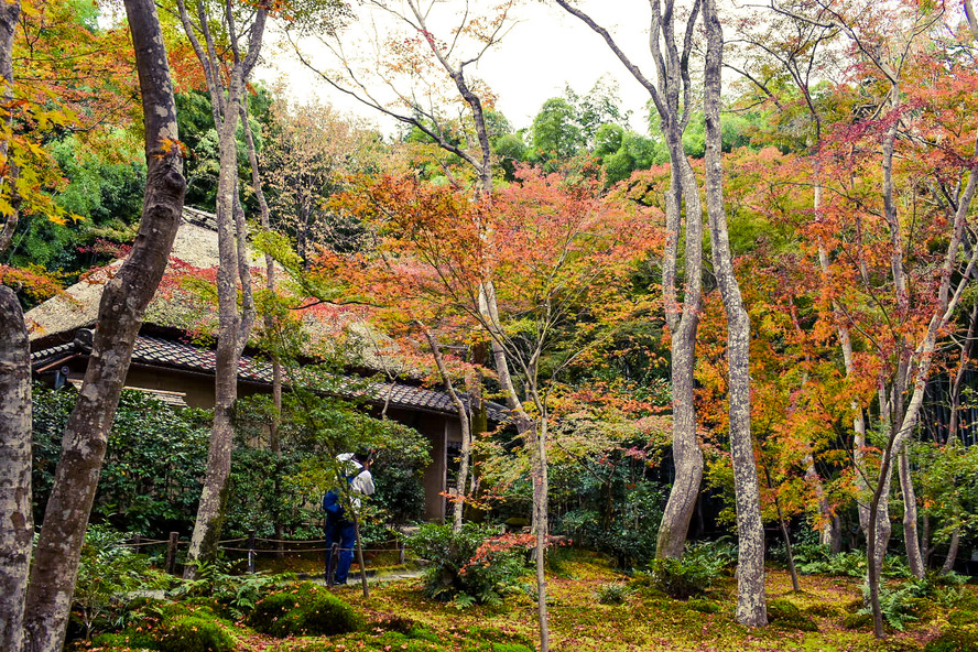 京都嵐山旅行-苔と紅葉と青もみじの祇王寺観光_平家物語と歴史