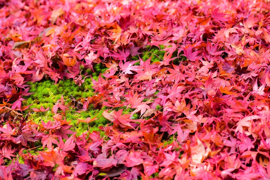 京都・嵐山のオススメ観光名所・世界遺産_天龍寺の紅葉の見頃-百花苑の散りもみじとコケ