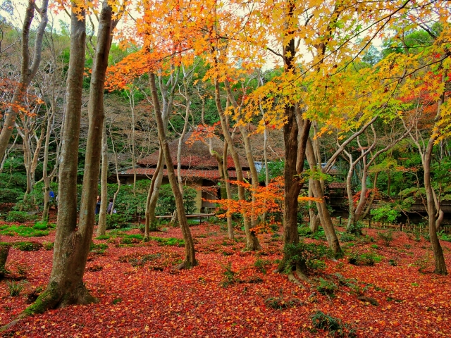 京都嵐山旅行-祇王寺観光_見どころ-苔庭と紅葉の散りもみじ