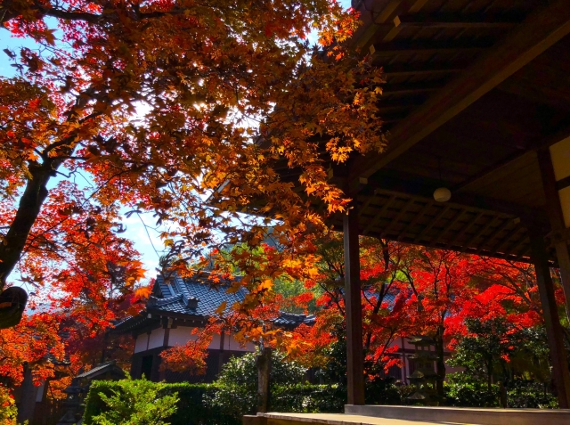 秋の京都嵐山-常寂光寺_見どころ-紅葉と本堂