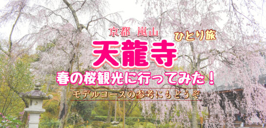 【京都ひとり旅】春の天龍寺に行ってみた！嵐山屈指の桜の風景・だるまのご利益・モデルコース