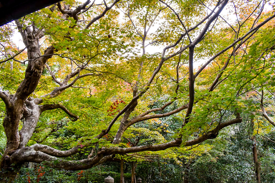 厭離庵-京都嵐山の隠れ家的紅葉スポットにして時雨亭跡地の観光名所_入り口・行き方・アクセス