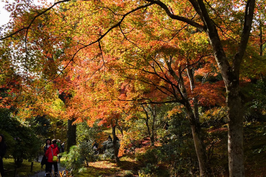 京都・嵐山のオススメ観光名所・世界遺産_天龍寺の歴史-世界遺産_秋の曹源池庭園