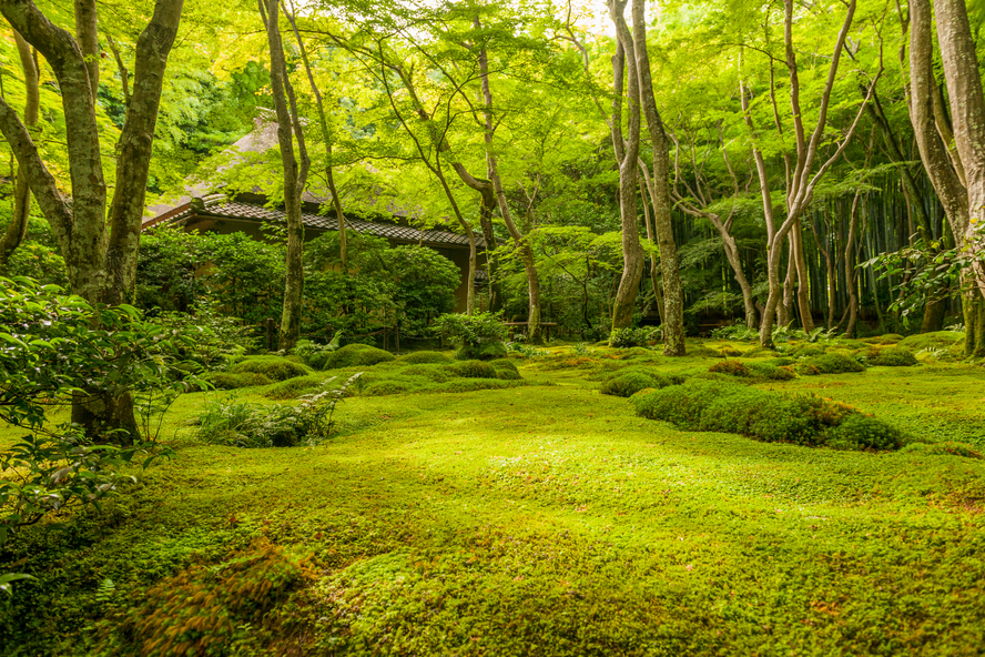 京都嵐山旅行-苔と紅葉と青もみじの祇王寺観光_見どころ-苔庭