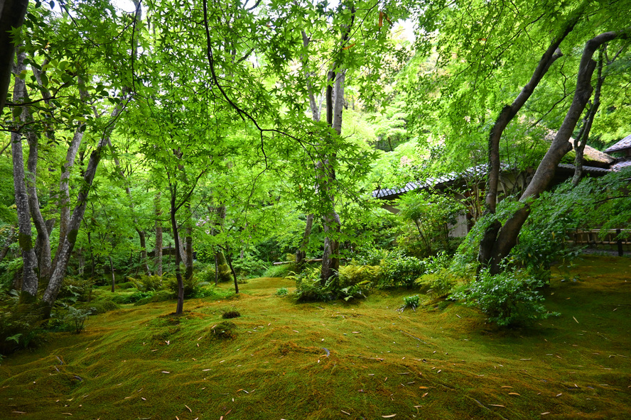 京都嵐山旅行-苔と紅葉と青もみじの祇王寺観光_平家物語『妓王』