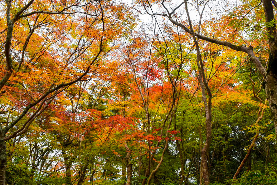 京都嵐山旅行-苔庭と紅葉の散りもみじが見どころの祇王寺観光_見頃