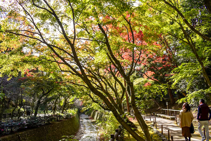 秋の京都観光-北野天満宮の御土居もみじ苑_時期・拝観料金・ライトアップ