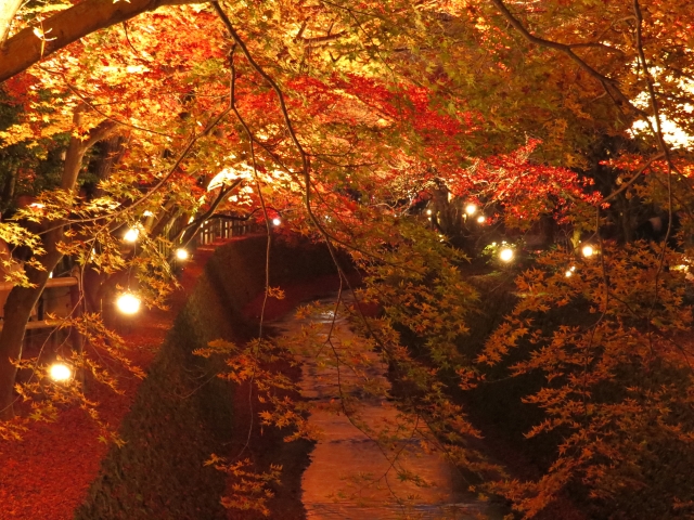 秋の京都観光-北野天満宮の御土居もみじ苑_ライトアップ・いつ