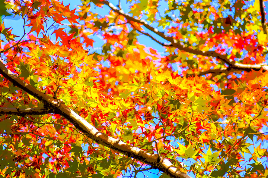 秋の京都観光-北野天満宮の御土居もみじ苑_時期・拝観料金・ライトアップ・いつ？