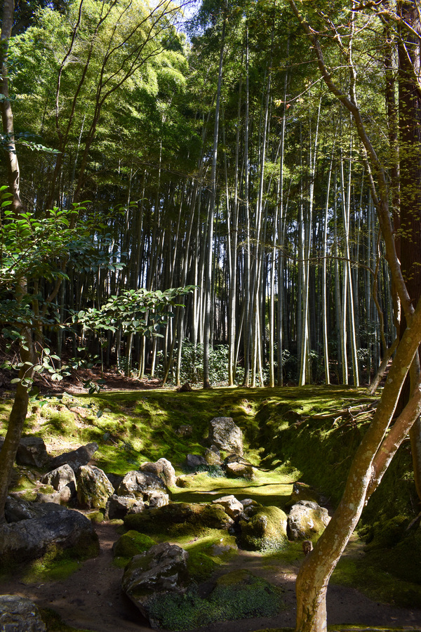 京都ひとり旅_苔寺こと西方寺11もののけ姫のような庭園_嵐山の自然