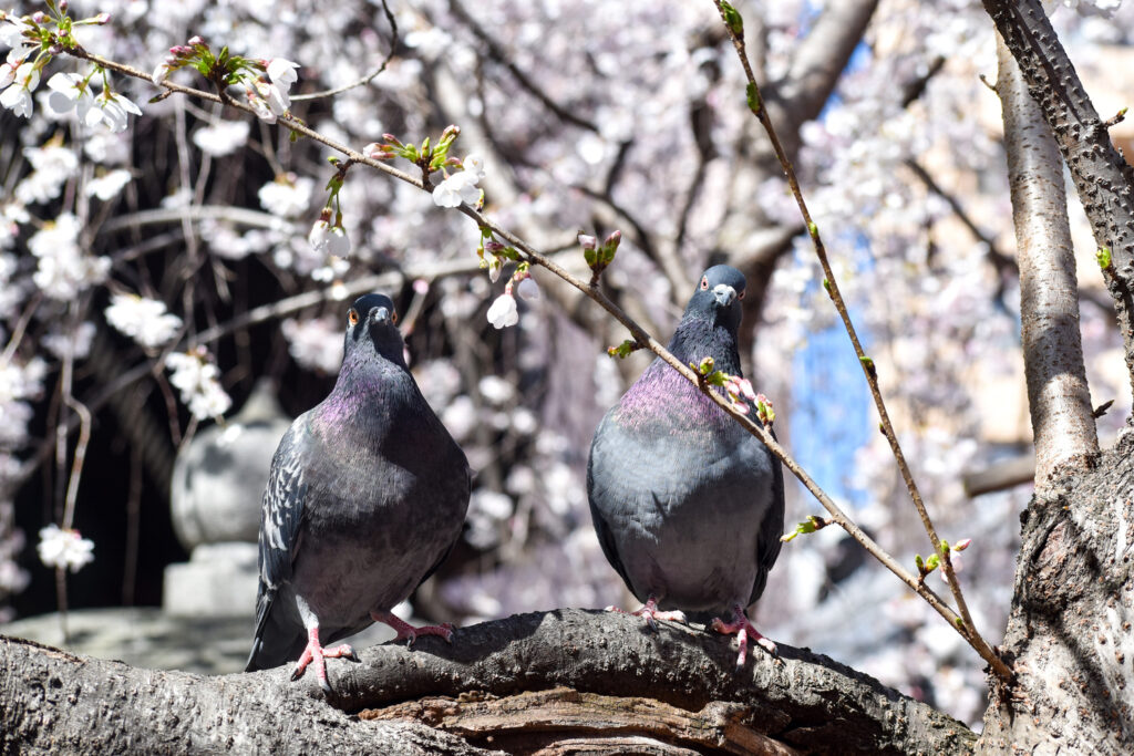 京都ひとり旅_六角堂5枝垂れ桜と鳩_レンタサイクルで桜とパワースポットを巡る！