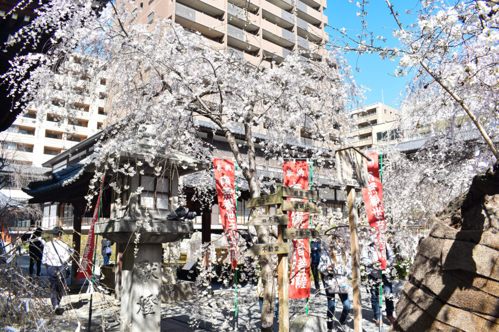 京都ひとり旅_六角堂2枝垂れ桜_レンタサイクルで桜とパワースポットを巡る！