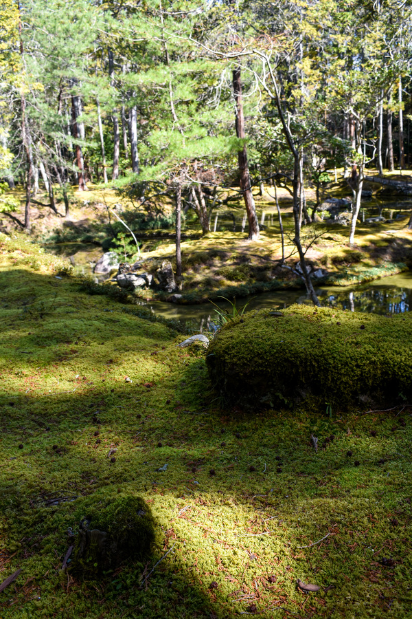 京都ひとり旅_苔寺こと西方寺6もののけ姫のような庭園_嵐山の自然