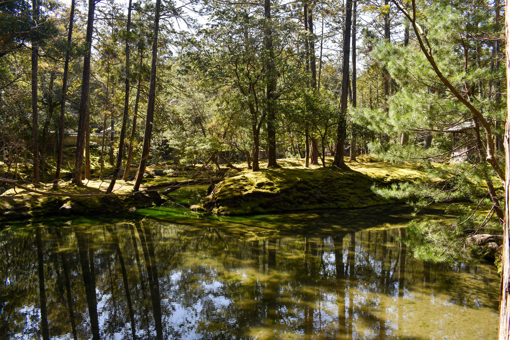 京都ひとり旅_苔寺こと西方寺9もののけ姫のような庭園_嵐山の自然