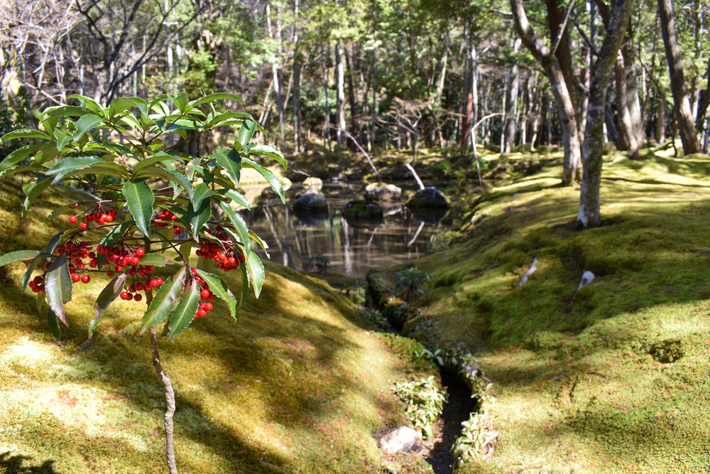 京都ひとり旅_苔寺こと西方寺4もののけ姫のような庭園_嵐山の自然
