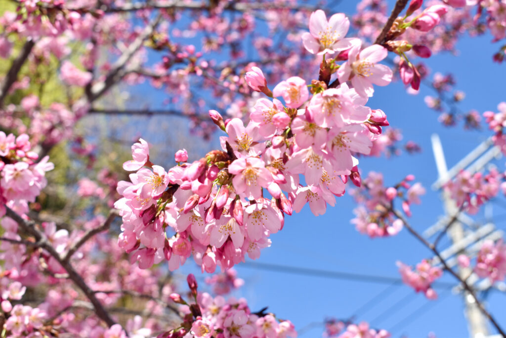 京都ひとり旅_一条戻橋と桜と青空_レンタサイクルでパワースポットを巡る！