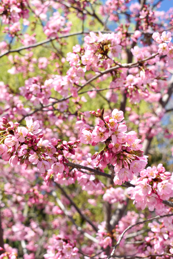 京都ひとり旅_一条戻橋と桜_レンタサイクルでパワースポットを巡る！