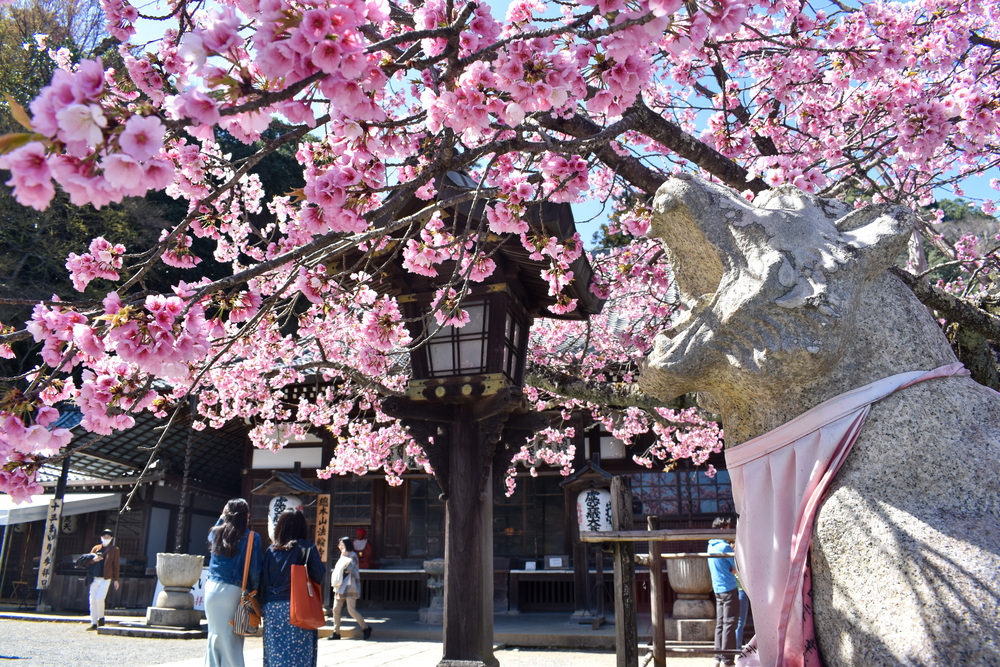 京都ひとり旅_法輪寺-狛犬と桜_嵐山の自然とパワースポット