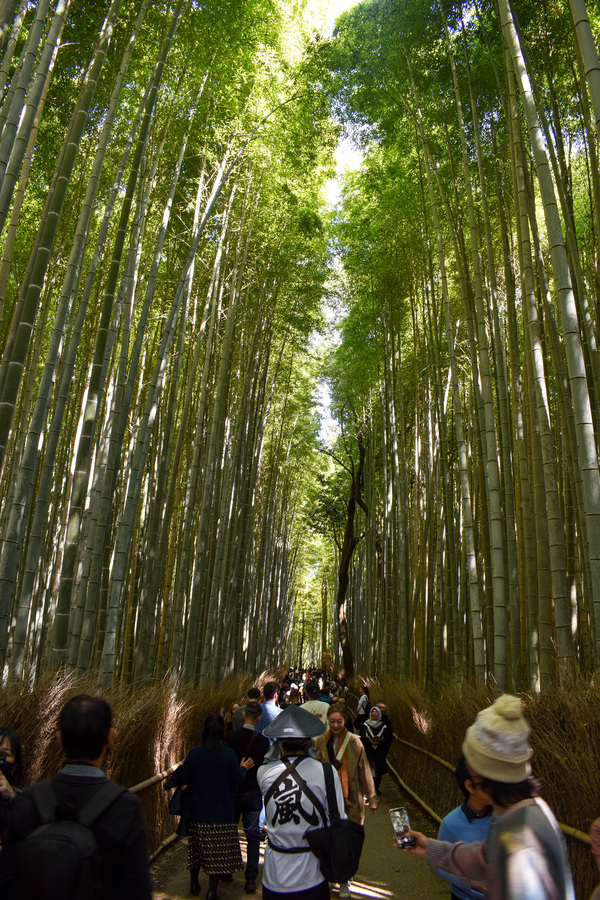 京都ひとり旅_竹林の小径_嵐山の自然とパワースポット