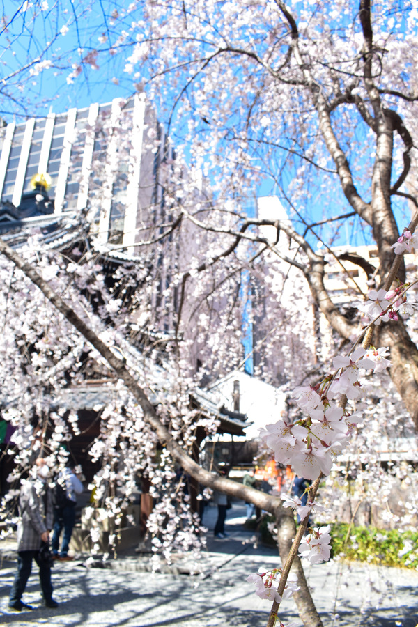 京都ひとり旅_六角堂3枝垂れ桜_レンタサイクルで桜とパワースポットを巡る！