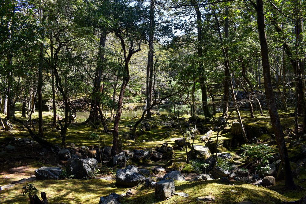 京都ひとり旅_苔寺こと西方寺5もののけ姫のような庭園_嵐山の自然