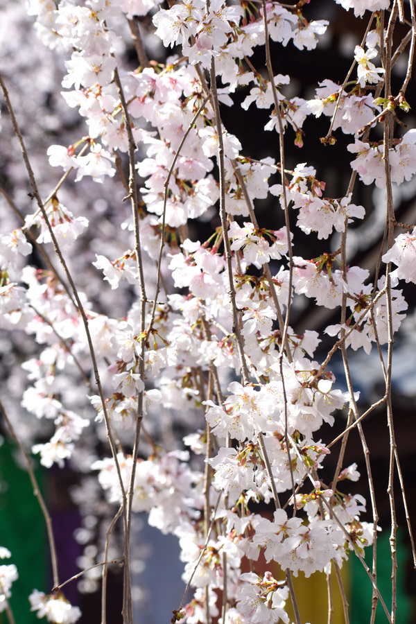 京都ひとり旅_六角堂6枝垂れ桜_レンタサイクルで桜とパワースポットを巡る！