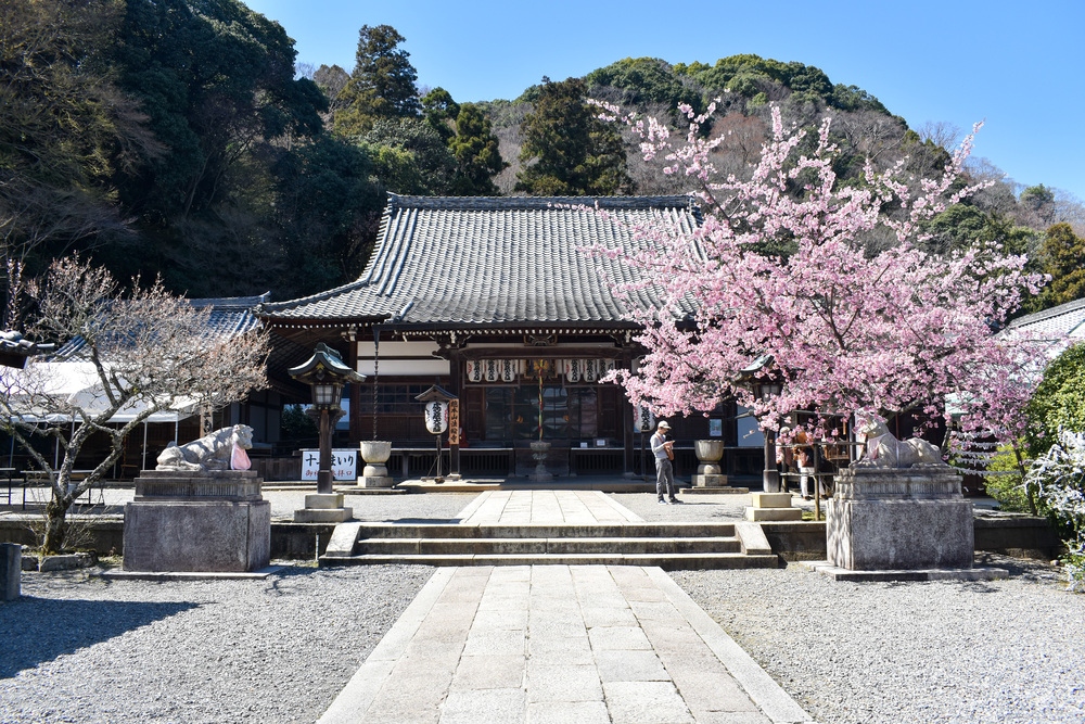 京都ひとり旅_法輪寺の本堂と桜_嵐山の自然とパワースポット